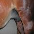 Foaling Season